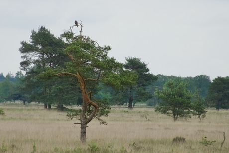 Doldersummerveld