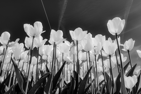Tulpen