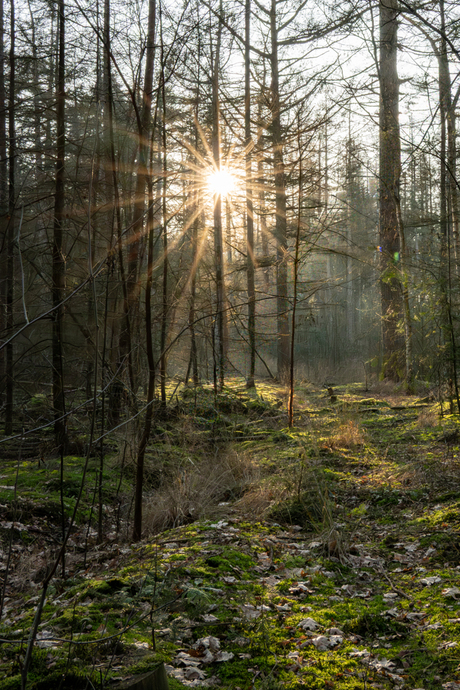 Zonnester in het bos