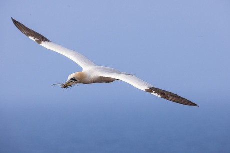 Jan-van-gent in vlucht