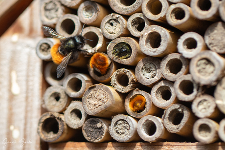 Druk in het insectenhotel