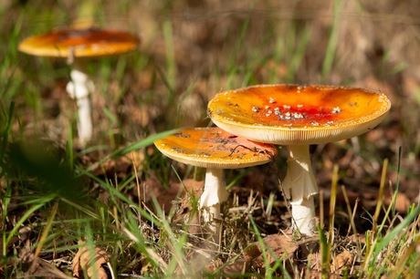 Herfstige schoonheid