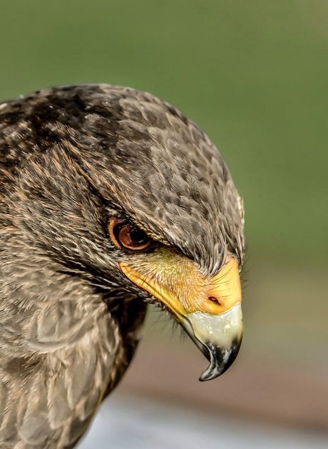 Kiva de woestijn buizerd