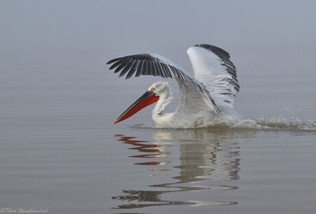 Graceful Dalmatian Pelican