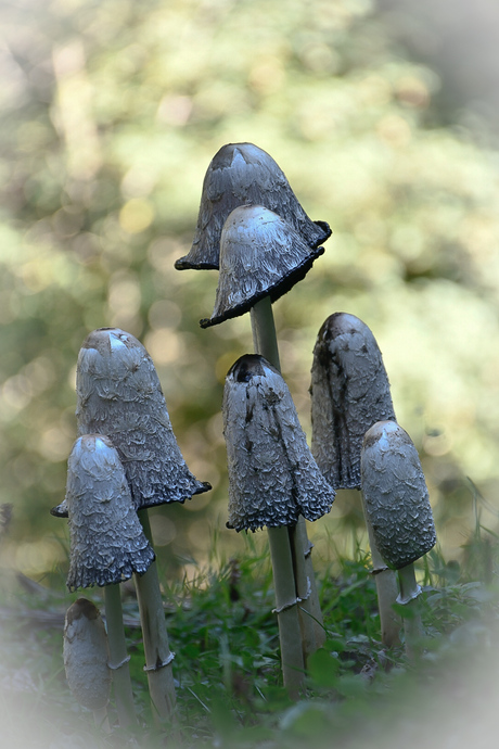 Paddenstoelen 