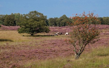 Vredig plaatje Gasterseduinen