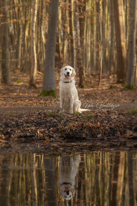 Basil weerspiegeld in een bosplas