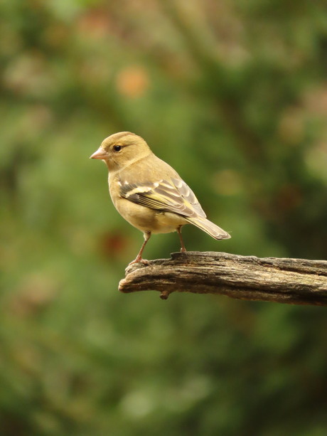 Vink op de uitkijk