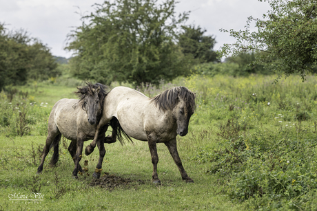 Konikpaarden 