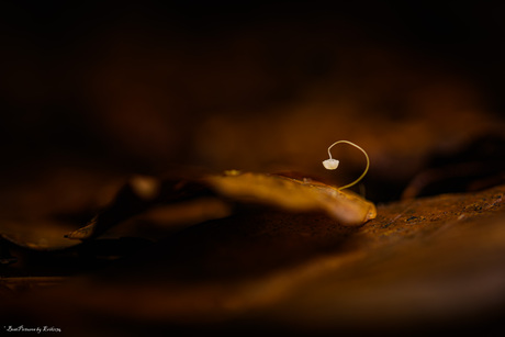 Klein en teer gekruld