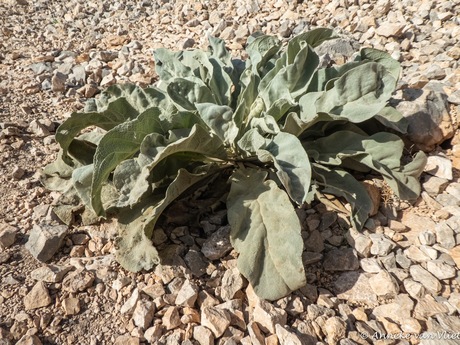 Een verbascum