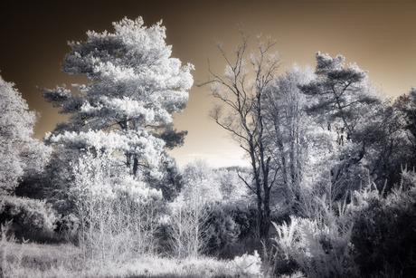 Surrealistich Infrarood bos landschap 