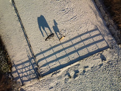 Paarden in de sneeuw