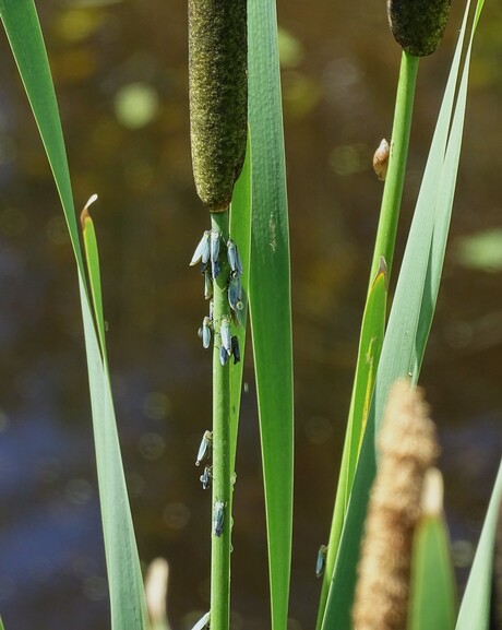 groene rietsicades