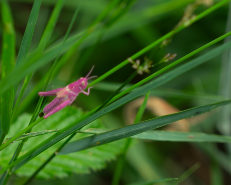 roze sprinkhaan