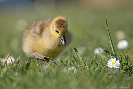 Pulletje neemt grote stap