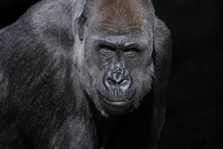 Portret Gorilla Tamani Diergaarde Blijdorp