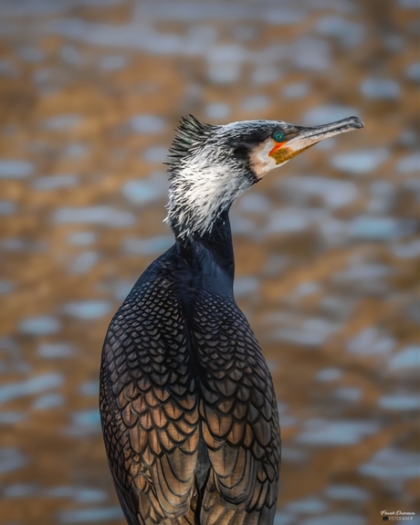 De smaragdgroene blik van de Aalscholver.