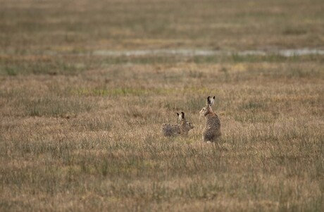 in een groen groen knollenland...