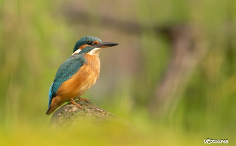 De IJsvogel