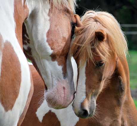 Liefde tussen moeder en kind