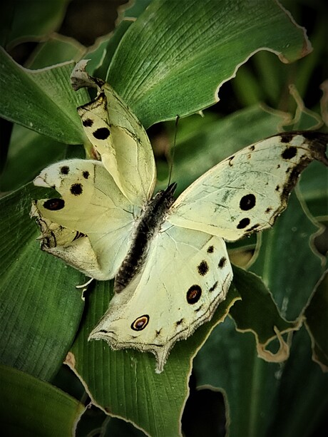 Protogoniomorpha parhassus