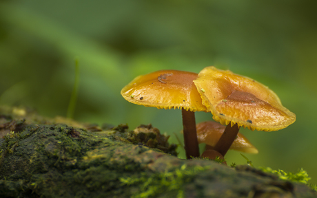 Het is weer herfst, dus tijd voor paddenstoelen!