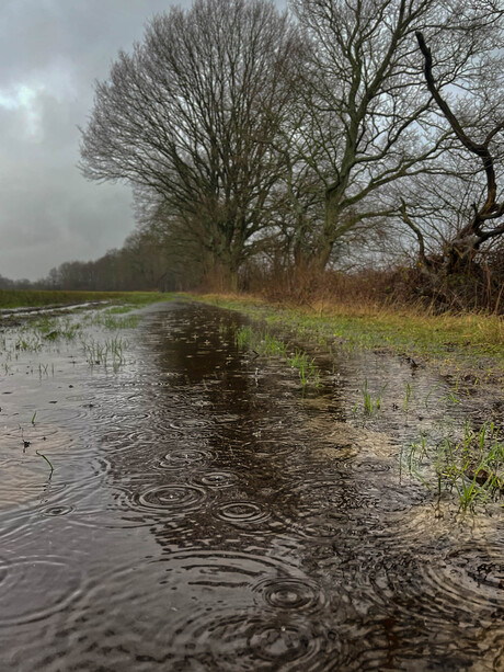 Nieuwjaarswandeling