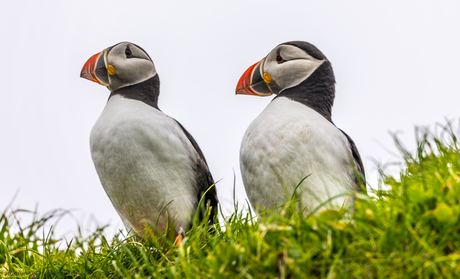 Puffins