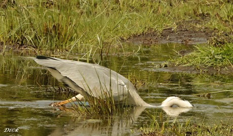 Reiger op jacht