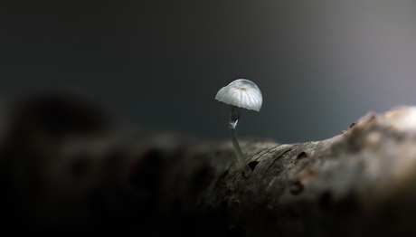 suikermycena