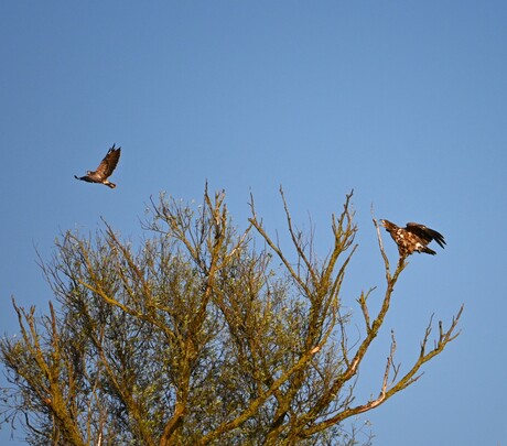 Visarend vs Zeearend 2