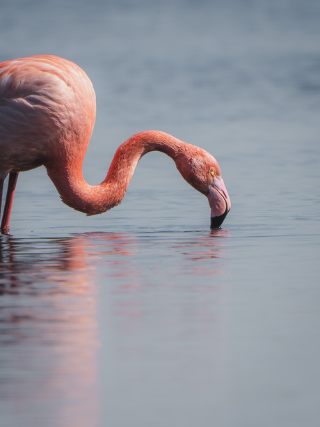 Flamingo portret