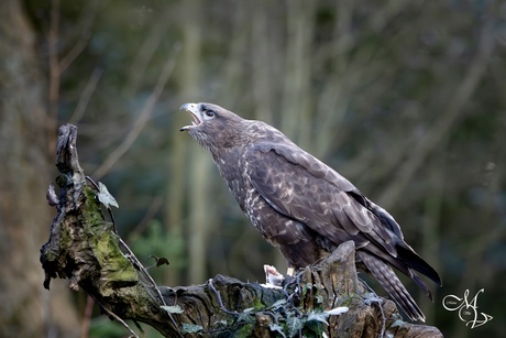 Buizerd roept partner