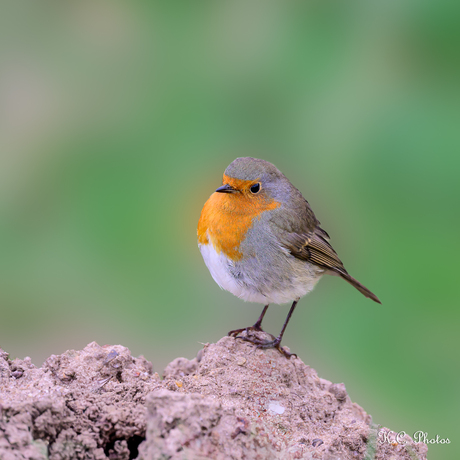 ✮✶✮✶ Het roodborstje ✮✶✮✶