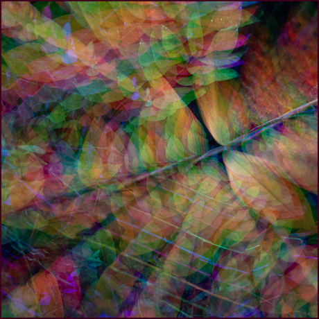 Structuur in de natuur