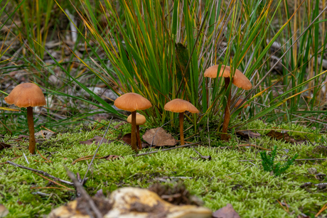 wandeling door de natuur