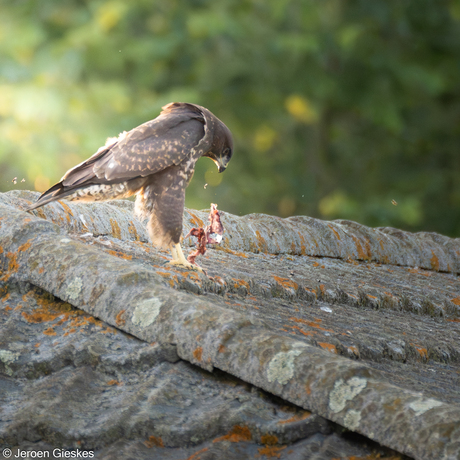 Buizerd met prooi