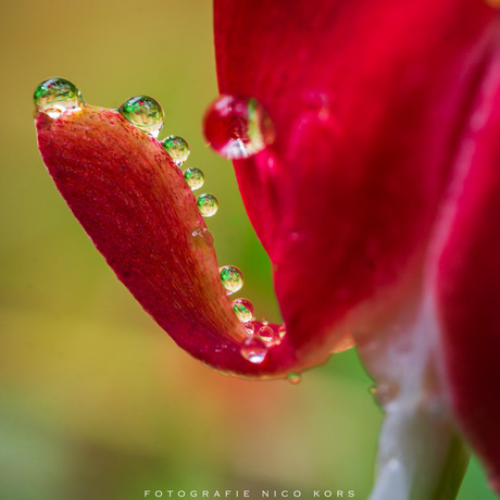 Gebroken Hartje (dicentra)