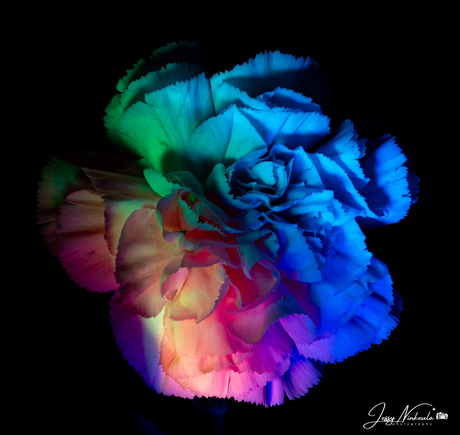 Light-painting flowers