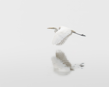Zilverreiger in vlucht 