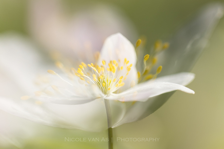 Dubbel bosanemoontje