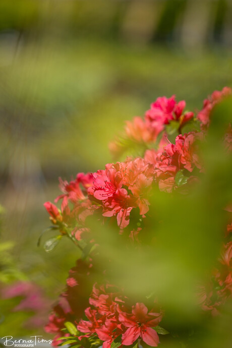 Rododendron