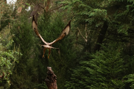 Ongewone kijk op de buizerd