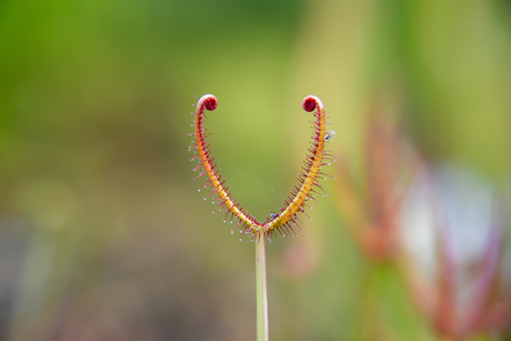 Zonnedauw "Drosera Binata"