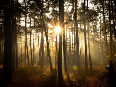 Mist en zon in het bos 
