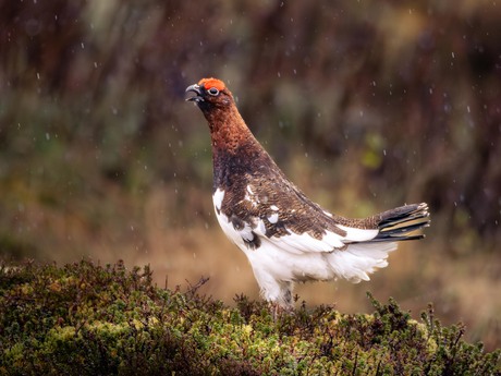 Our Feathered Friend from Lofoten!