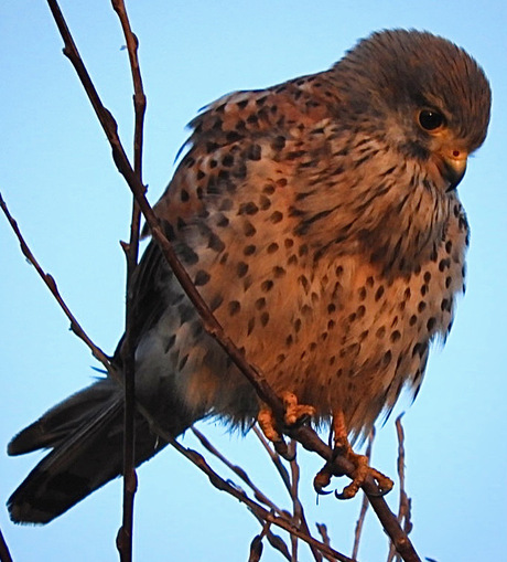 Torenvalk