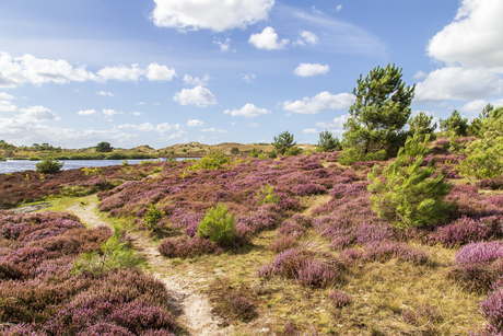 Schoorlse heide