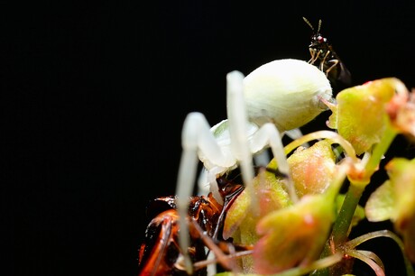 Is this a threesome?